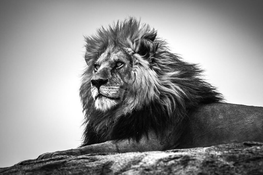 lion