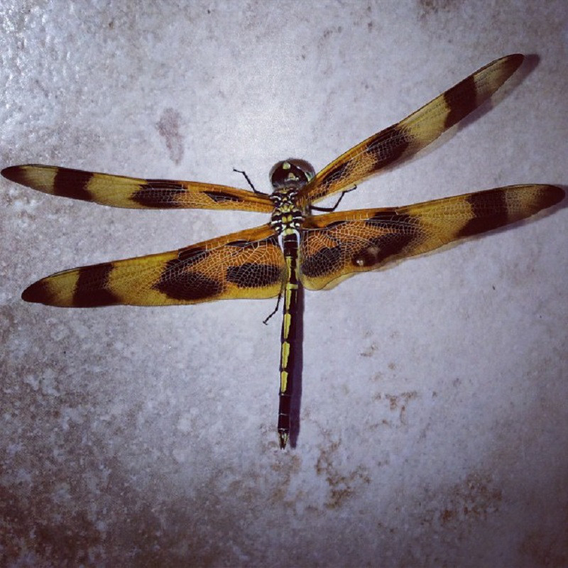 dragonfly